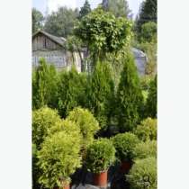 Хвойные растения, в Москве