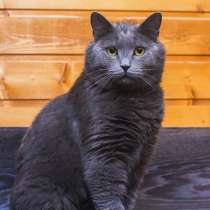 Шикарный кот британец метис ищет дом, в Москве