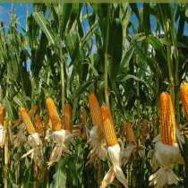 Семена кукурузы Краснодарская 291 От завода, в Черкесске
