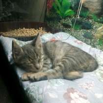 Маленькое чудо, особенный котенок Тимоша ищет дом, в Москве