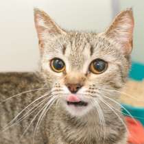 Кошечка Шармель ищет дом, в Москве