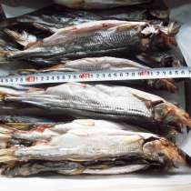 Корюшка вяленая икряная/без икры 25+ от 850 руб/кг, в Москве