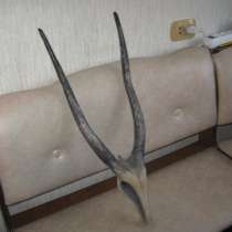 Оленьи рога из дерева, в Челябинске