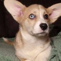 Корги вельш кардиган, в Новороссийске