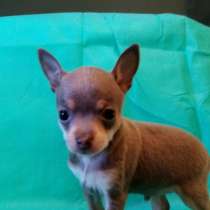 Продам щенков той-терьера, в Хабаровске