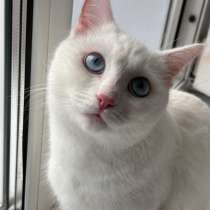 СРОЧНО ищу добрые руки для белоснежного котика, в Сургуте