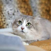 Красивая кошечка ищет семью, в Москве