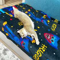 Британская кошка, в Москве