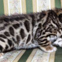 Бенгальский мальчик №3, в Санкт-Петербурге