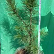 Кедр сибирский (лат. Pinus sibirica), в Искитиме