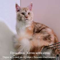 Молодой котик мейн-кун, в Новосибирске