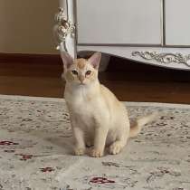 Котята! Продаю котят европейской бурмы, 4 месяца, привиты, в г.Бишкек