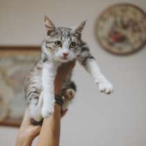 Котенок Матис ищет дом, в Сочи