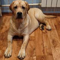 Продам щенка лабрадора, мальчик, 6 мес, в Кингисеппе