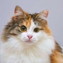 Сибирская трехцветная кошка Липа в добрые руки, в Москве