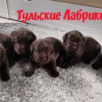 Щенки лабрадора ретривера & Labrador Retriever Puppies, в Москве