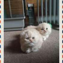 Персидские кремовые котята, в Москве