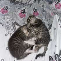 Котят, в Щербинке