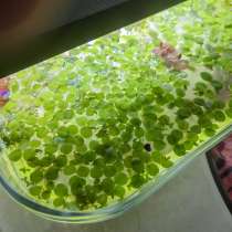 Сальвиния плавающая, в Москве