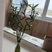 Цветок Бамбук счастья с вазой, в Южно-Сахалинске