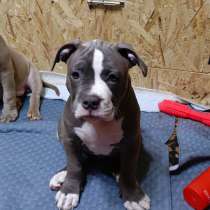 Американский булли. Тип покет, в Новосибирске