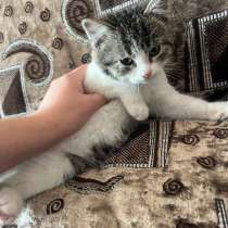 Отдаём в хорошие руки☺️, в Георгиевске