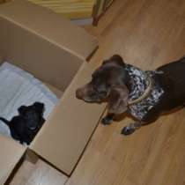 Отдам даром щенок маленькой собачки, в Москве