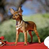 Той терьер Русский той официальный питомник в Хайфе, в г.Хайфа