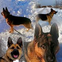 Бронь на щенят немецкой овчарки, в Прокопьевске