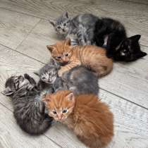 Котята в поисках любящих хозяев, в Краснодаре