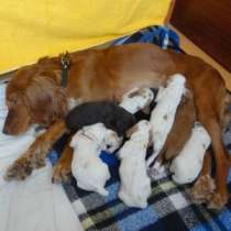 щенки русского охотничего спаниеля, в Санкт-Петербурге