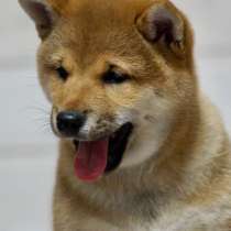 Щенок Сиба Ину, в Оренбурге