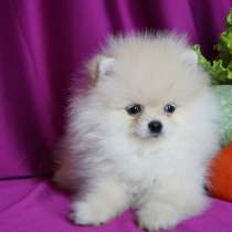 Мини Мальчик шпиц крем, в Москве