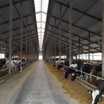 Молочно-животноводческая ферма на 2000 коров с молодняком на базе фермерского хозяйства, в Пятигорске