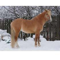 Лошадь Тюмень, в Тюмени
