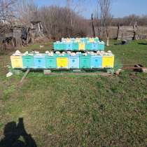 Продажа пчёл, пчелопакетов, в г.Луганск