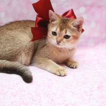 Красотка Чара, в Москве