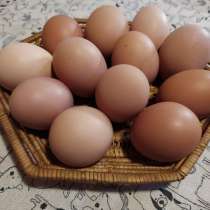 Продам яйцо куриное, в Москве