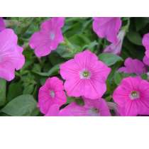 Продам, цветы-петуньи, простая фиолетовая 1гт.30 р, в Первоуральске