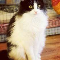 Отдам даром Ждет чудес пушистая малышка Фиста, в Санкт-Петербурге