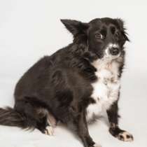 Метис длинношерстной чихуахуа Муся в добрые руки, в Москве