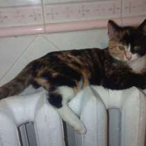 Трехцветный котенок Умка в добрые руки, в Москве
