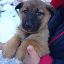 Животные в добрые руки, в Волгограде