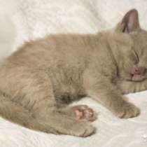 Кремовый котик скотиш-страйт, в Санкт-Петербурге