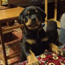 Предлагаю замечательных щенков от титулованных родителей, в Москве