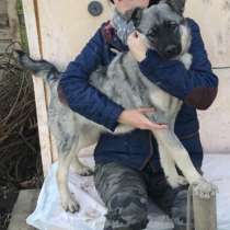 Собачка ищет семью!, в Бердске