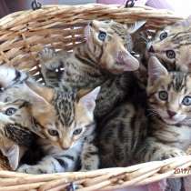 Бенгальские котята, в Туле