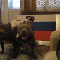 Дрессировка собак, в Барнауле