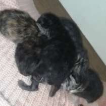 Новорождённые котята, в Тарусе
