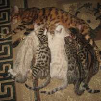 Бенгальские котята, в Пензе
